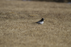 Motacilla grandis
