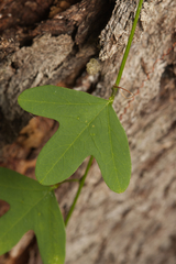Passiflora aurantia