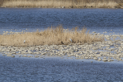 Ardea cinerea jouyi
