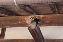 Hirundo rustica gutturalis