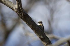 Yungipicus kizuki nippon