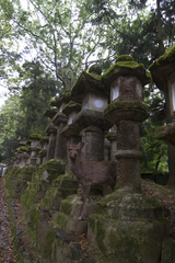 Cervus nippon centralis