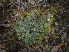 Myosotis pulvinaris