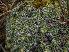 Myosotis pulvinaris