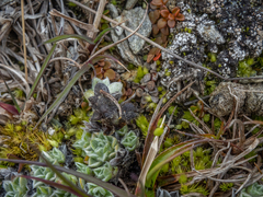 Myosotis pulvinaris