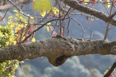 Tamiops maritimus formosanus