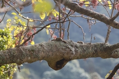 Tamiops maritimus formosanus