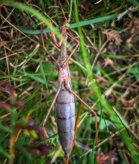 Archimantis latistyla