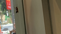 Pompiloidea