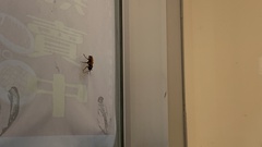 Pompiloidea