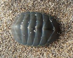 Chiton glaucus