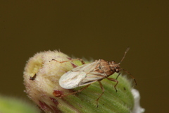 Nysius senecionis