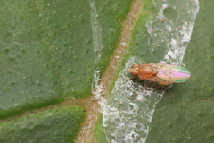 Chyromyidae