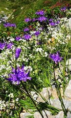 Phyteuma hemisphaericum