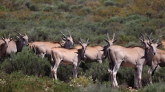 Tragelaphus oryx oryx