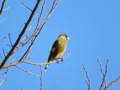 Chloris sinica