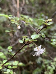 Neomyrtus pedunculata