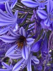 Amegilla bombiformis