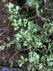 Neomyrtus pedunculata