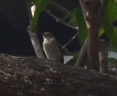 Ficedula