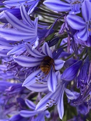 Amegilla bombiformis