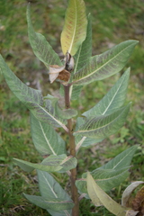 Asclepias notha