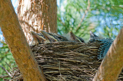 Turdus pilaris