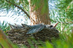 Turdus pilaris