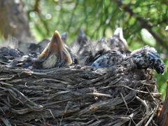 Turdus pilaris