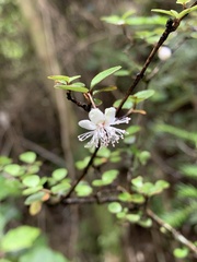 Neomyrtus pedunculata