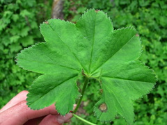 Alchemilla heptagona