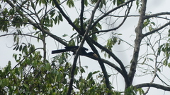 Lophoceros fasciatus