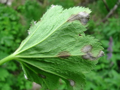 Alchemilla heptagona