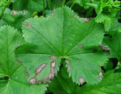 Alchemilla heptagona