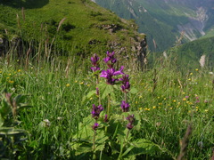Betonica betoniciflora