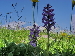 Dactylorhiza traunsteineri