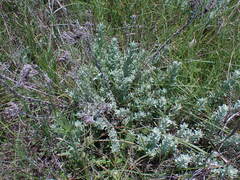 Helichrysum callicomum