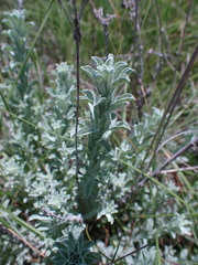 Helichrysum callicomum