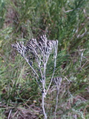 Helichrysum callicomum