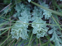 Helichrysum callicomum