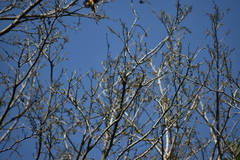 Pericrocotus flammeus