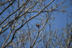 Pericrocotus flammeus