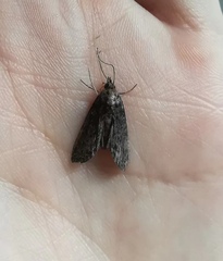 Lepidoptera