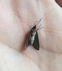 Lepidoptera