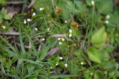 Tagetes filifolia