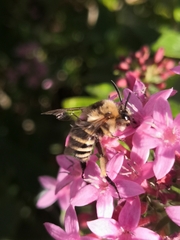 Amegilla quadrifasciata maderae