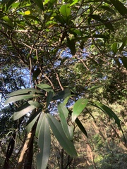 Myrsine seguinii