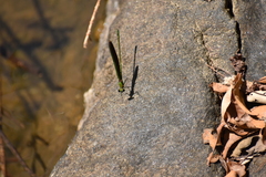 Neurobasis chinensis