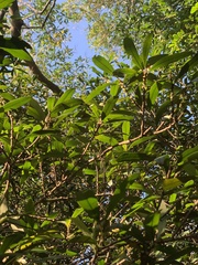 Myrsine seguinii