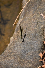 Neurobasis chinensis